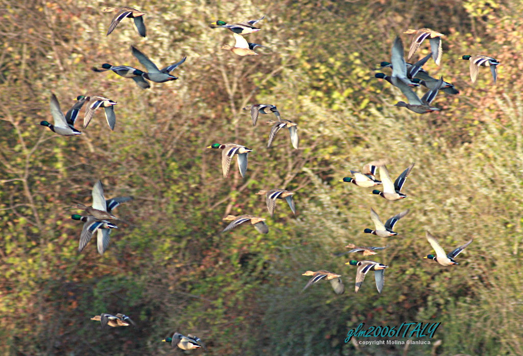 Teoria del caos ... Germani Reali in volo